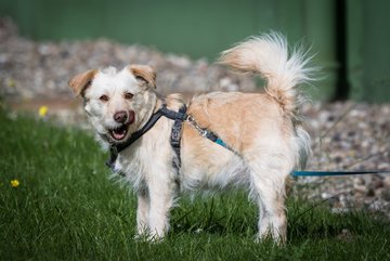 Ausschnitte 1048 - LL TC RW Wahlstedt - Pinneberger TC : Ergebnis: 7:2